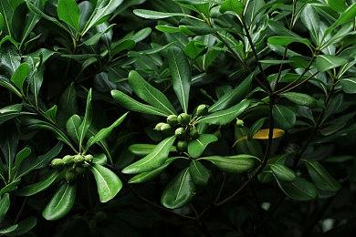 Atlus神秘新作《Project Pen》在澳大利亚获得评级